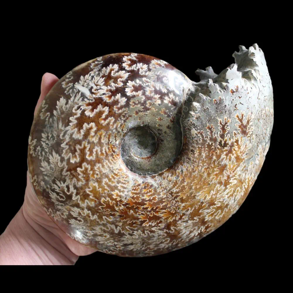 Large A Grade Polished Ammonite - Cleoniceras - Image 4
