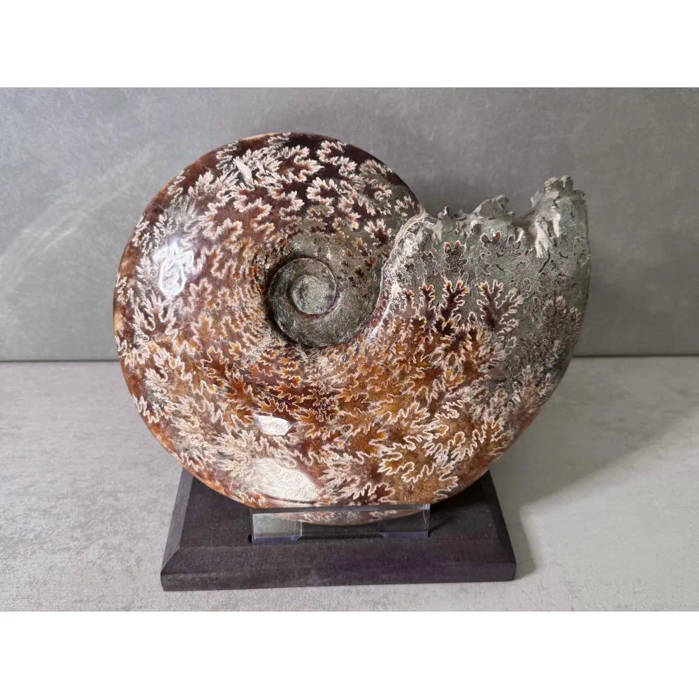Large A Grade Polished Ammonite - Cleoniceras - Image 5