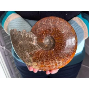 Large A Grade Polished Ammonite  - Cleoniceras