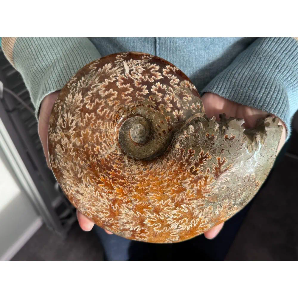 Large A Grade Polished Ammonite - Cleoniceras