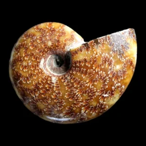 Polished Ammonite