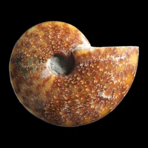 A Grade Polished Ammonite
