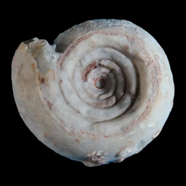 Buffed Shell Metalegoceras sundaicum (form) evoluta - TascioRex