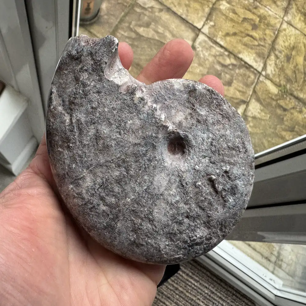 Neopronorites timorensis – Permian Ammonoid Rare large macroconch - Image 3