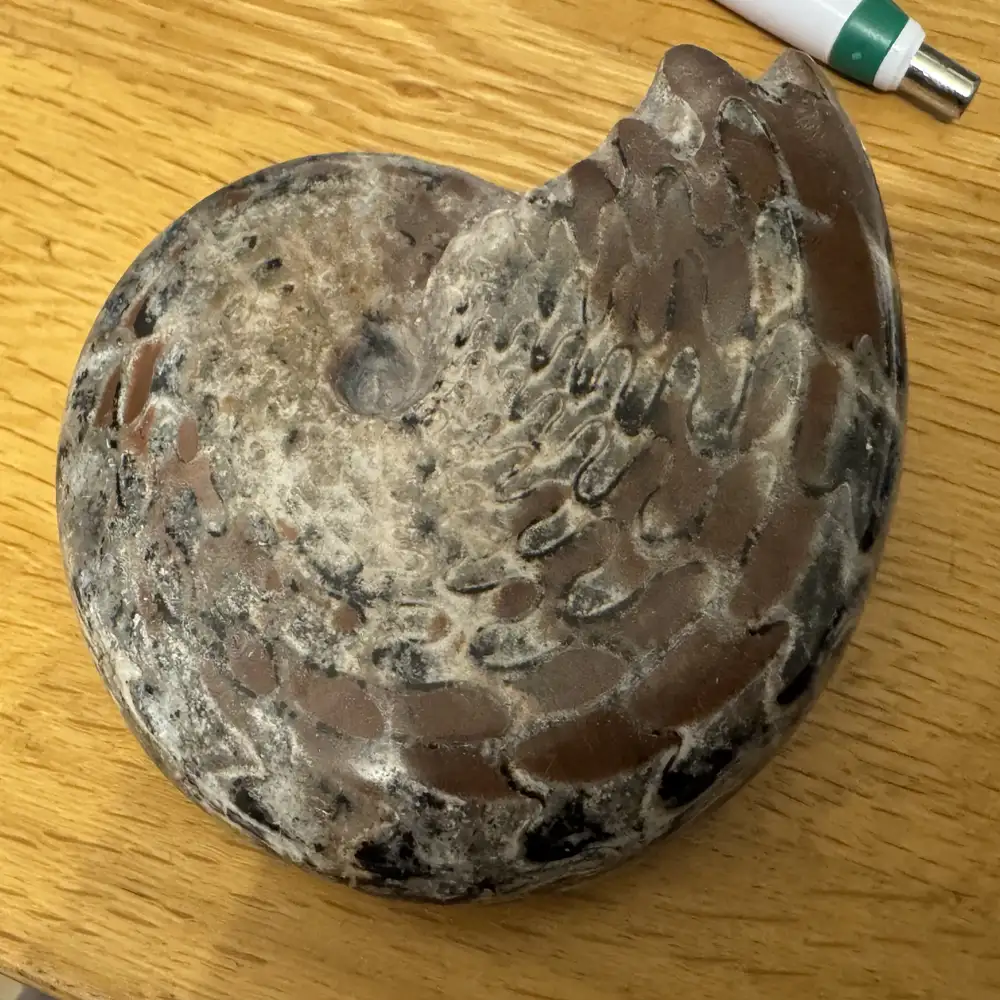 Neopronorites timorensis – Permian Ammonoid Rare large macroconch - Image 2
