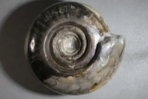 Metalegoceras sundaicum (form) evoluta