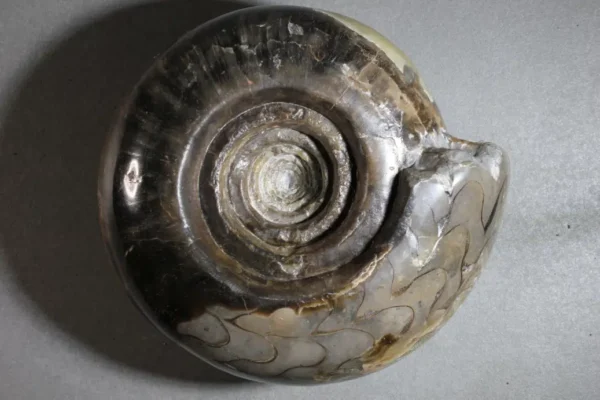 Buffed Shell Metalegoceras sundaicum (form) evoluta - TascioRex
