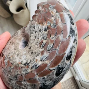 Neopronorites timorensis – Permian Ammonoid