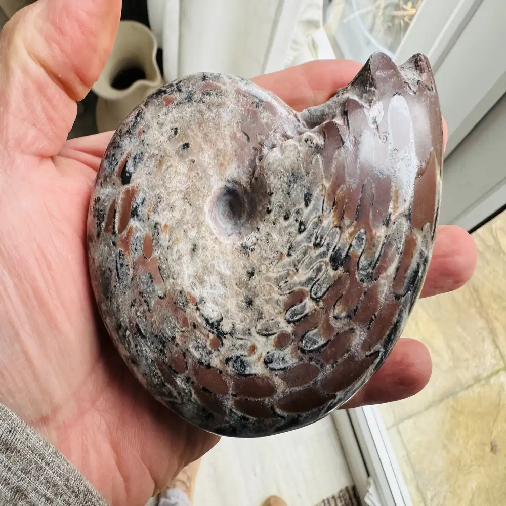 Neopronorites timorensis – Permian Ammonoid