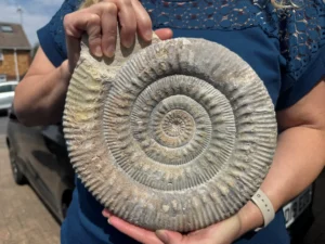 Skirroceras rhytum -  Large British Jurassic Ammonite